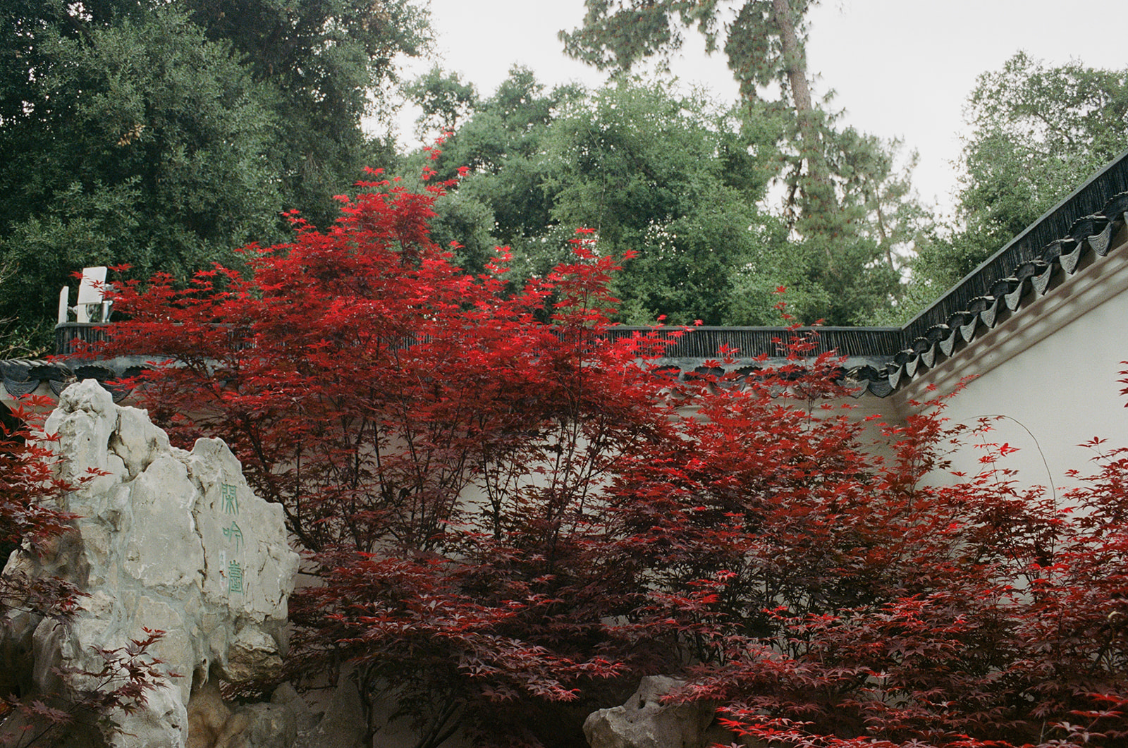 A photograph of a Japanese maple tree with red leaves, in front of a white wall.